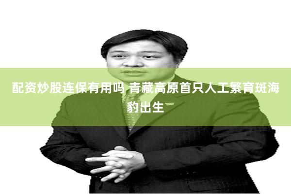 配资炒股连保有用吗 青藏高原首只人工繁育斑海豹出生